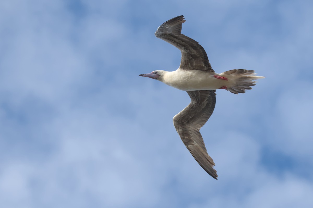 Red-footed Booby - ML645977649