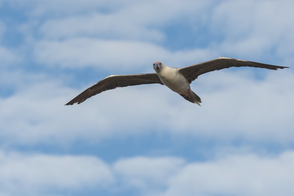 Red-footed Booby - ML645977650