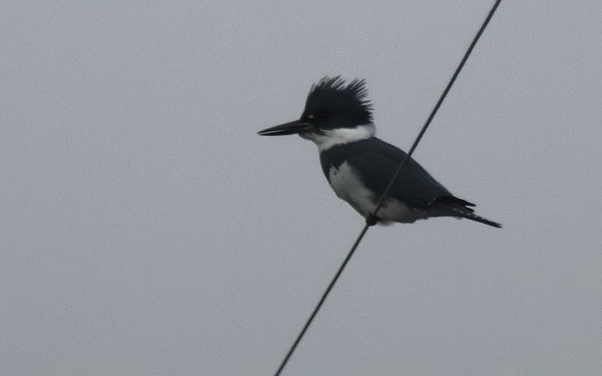 Belted Kingfisher - ML645977651