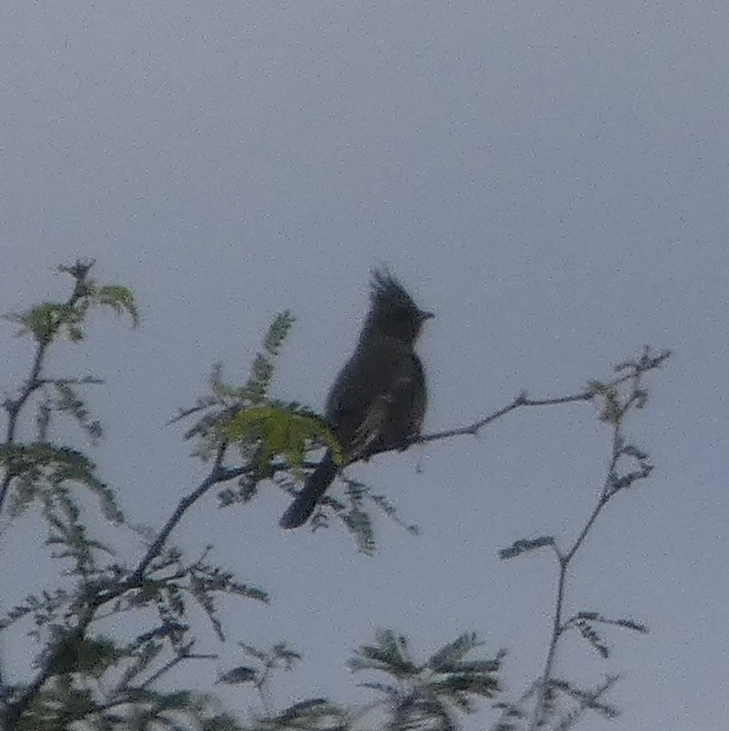 Phainopepla - ML645977653