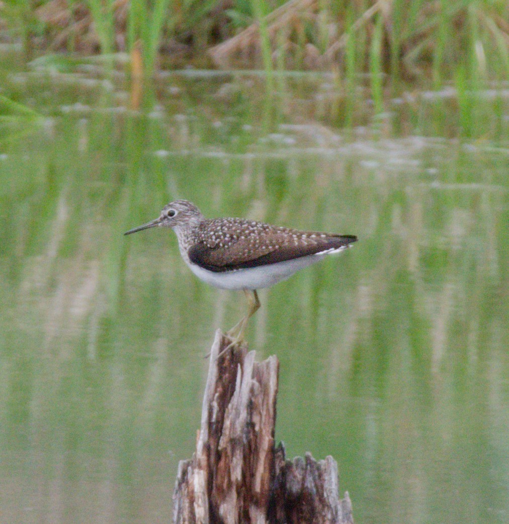 Solitary Sandpiper - ML645977654
