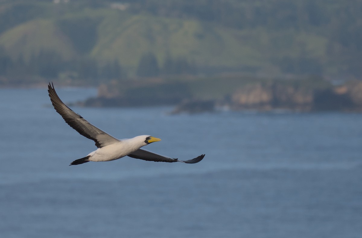 Masked Booby - ML645977671