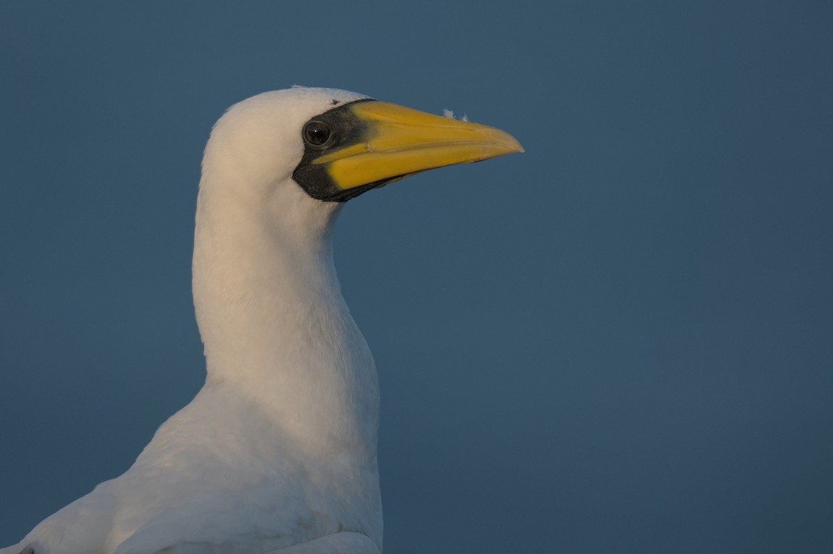 Masked Booby - ML645977672