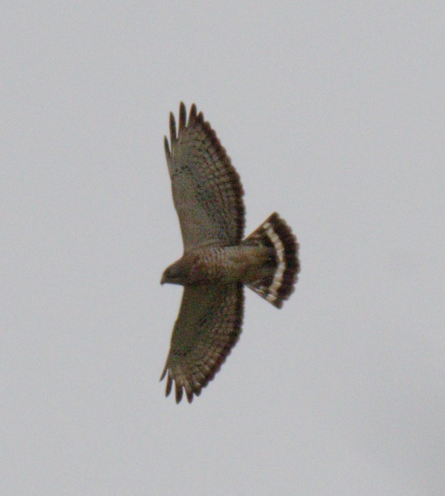 Broad-winged Hawk - ML645977673