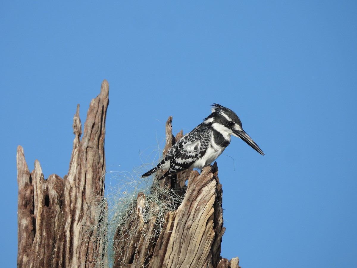 Pied Kingfisher - ML645977674