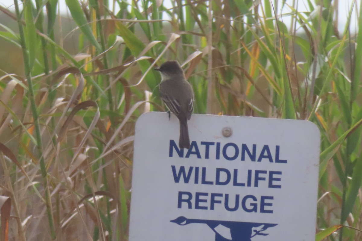 Eastern Phoebe - ML645977675
