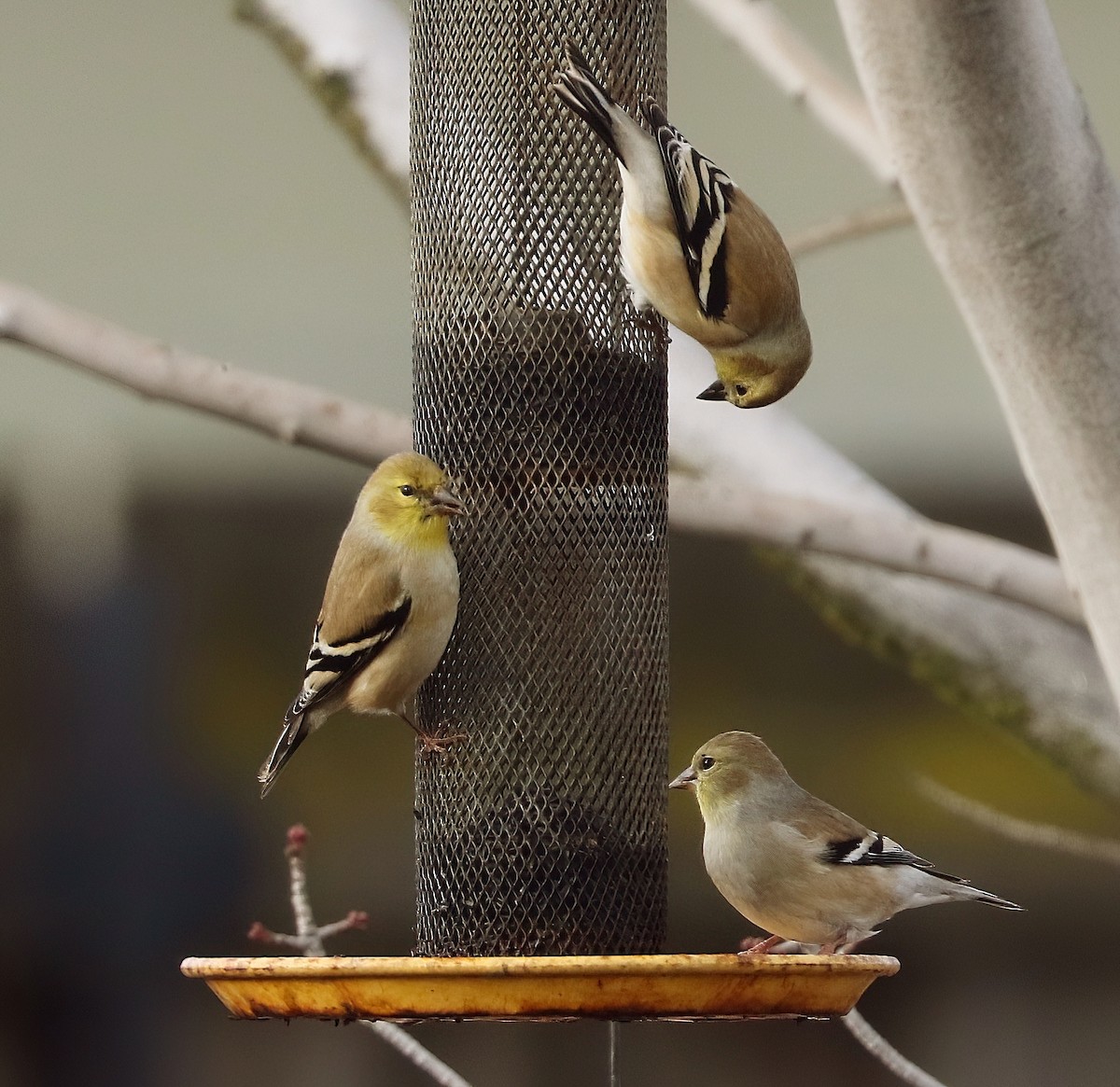 čížek žlutý - ML645977676