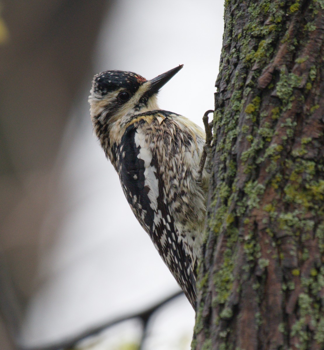 Желтобрюхий дятел-сокоед - ML645977681