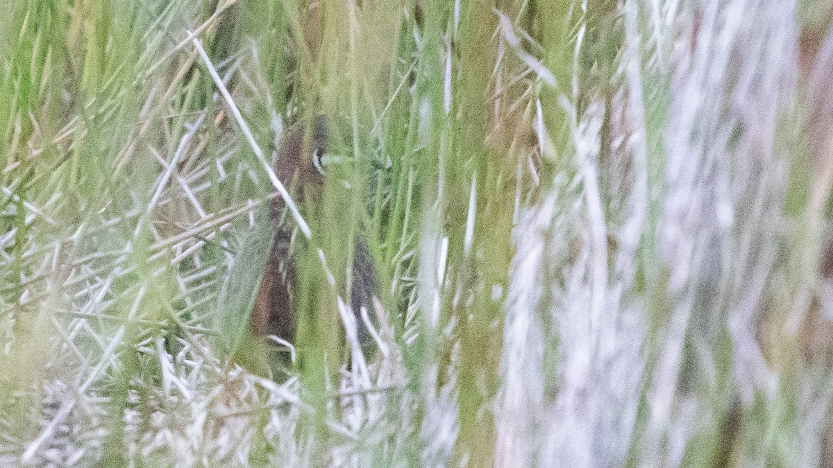 křepelka čínská - ML645977696