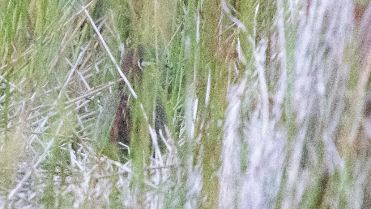 křepelka čínská - ML645977697