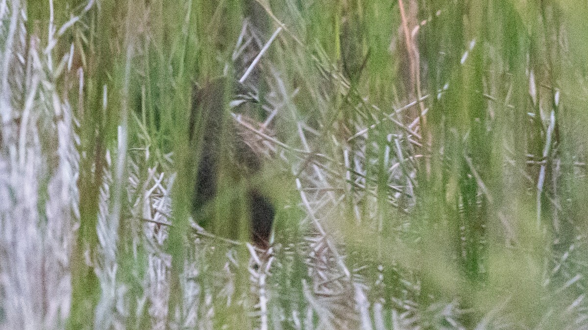 křepelka čínská - ML645977698