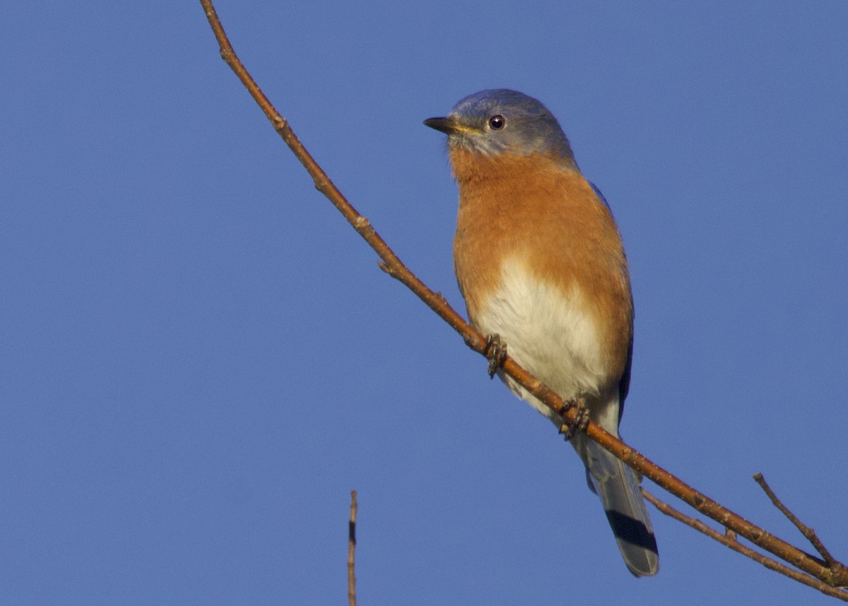 Eastern Bluebird - ML645977713
