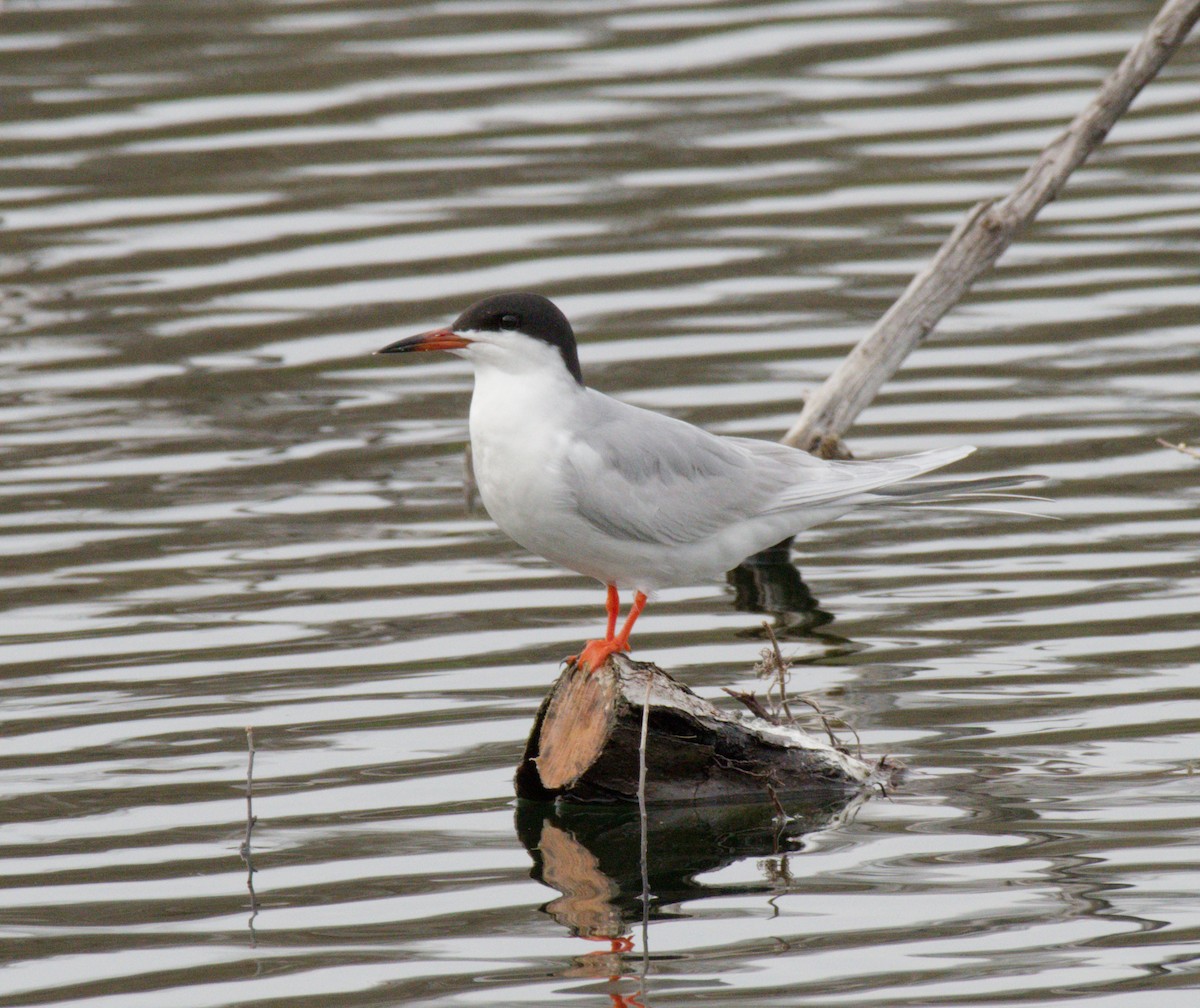 Крячок неоарктичний - ML645977734