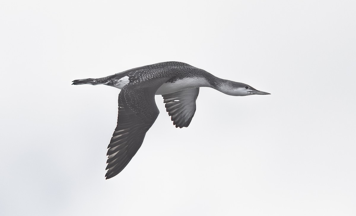 Улаан гүеэт гахууна - ML645977750