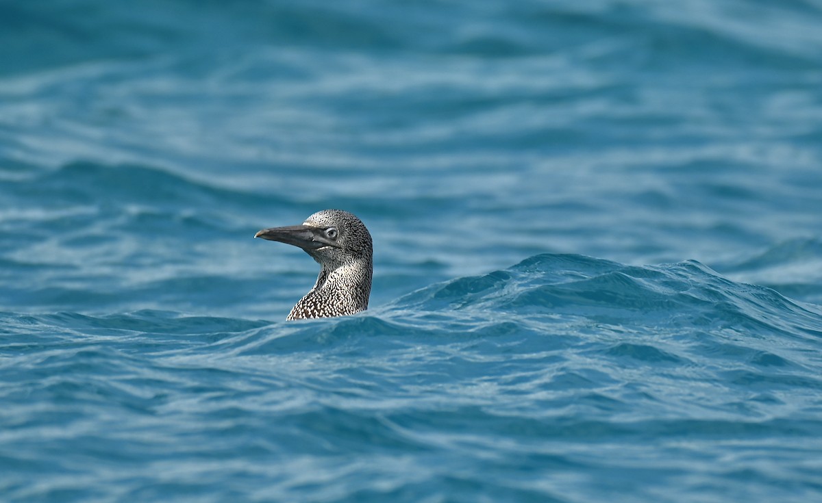 Northern Gannet - ML645977759