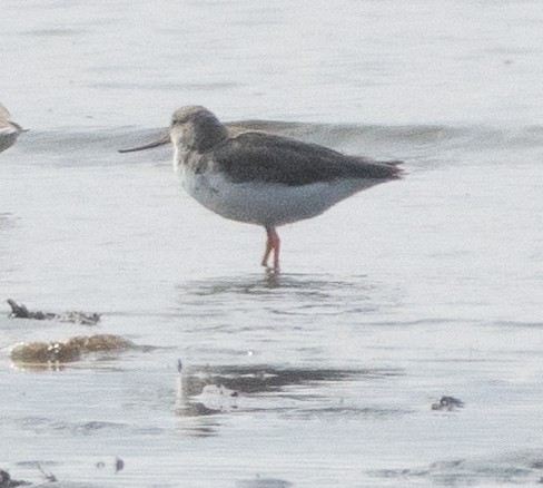 ביצנית אפורה - ML645977777