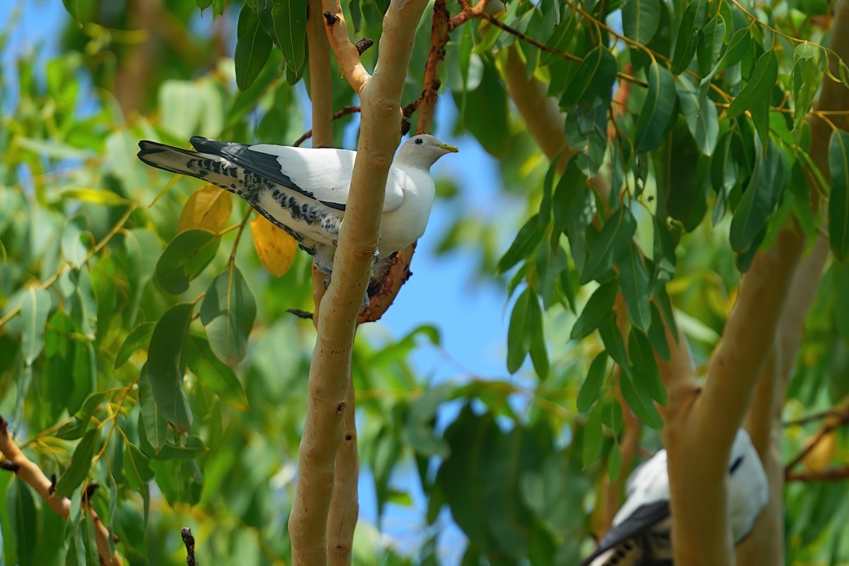 Torresian Imperial-Pigeon - ML645977778