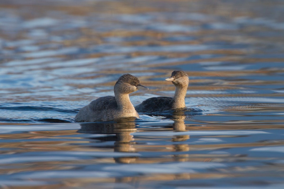 Hoary-headed Grebe - ML645977797