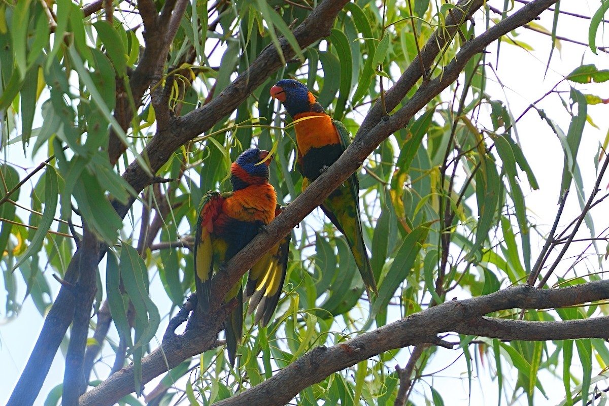 Red-collared Lorikeet - ML645977811
