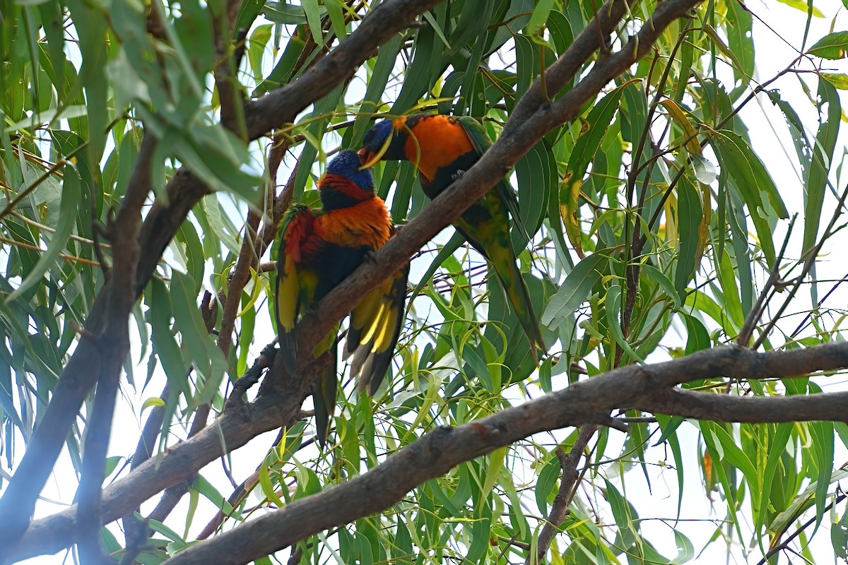 Red-collared Lorikeet - ML645977813