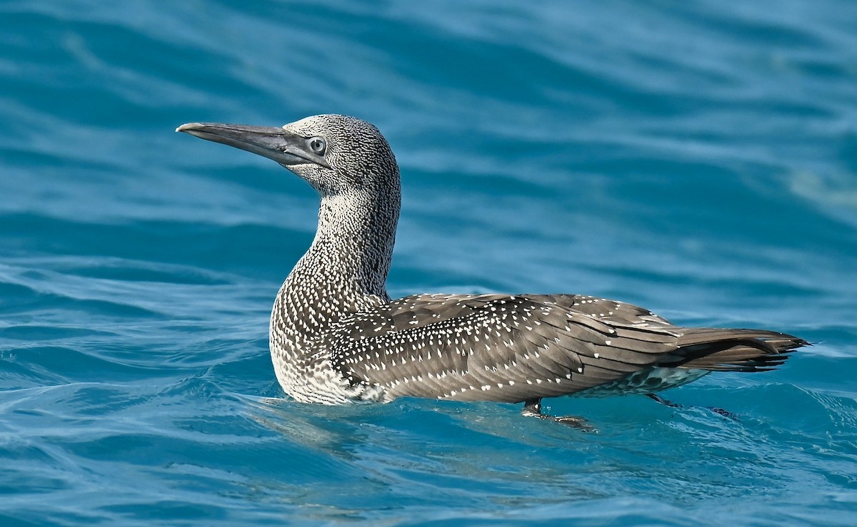 Northern Gannet - ML645977820