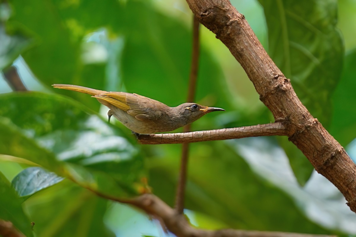 Brown Honeyeater - ML645977827