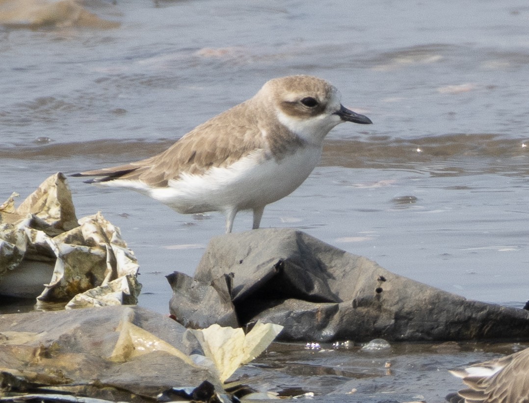 Tibet Cılıbıtı - ML645977848