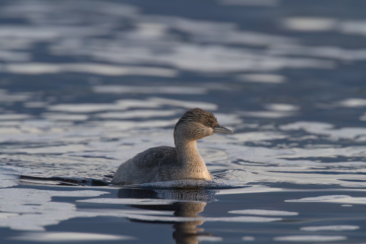 Hoary-headed Grebe - ML645977849
