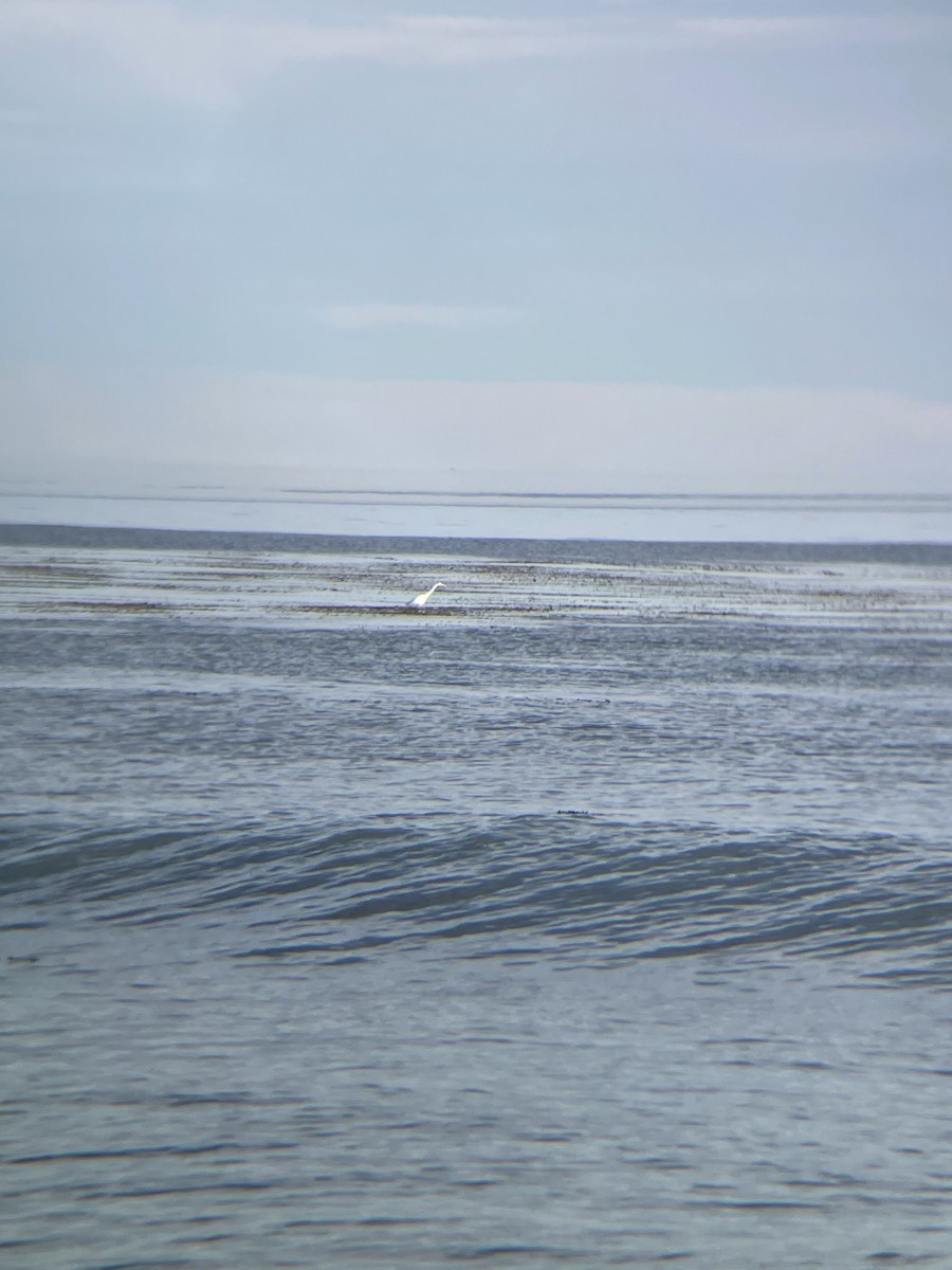 Great Egret - ML645977851