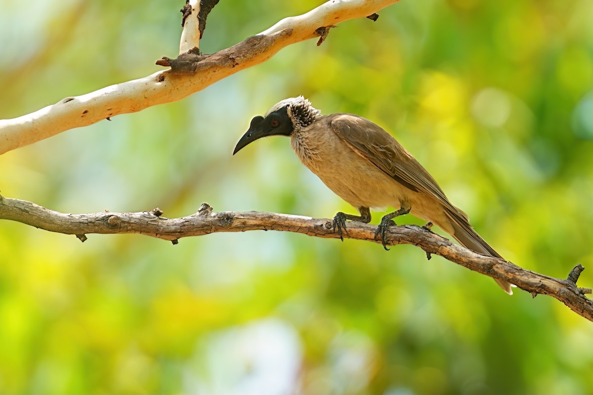Silver-crowned Friarbird - ML645977877