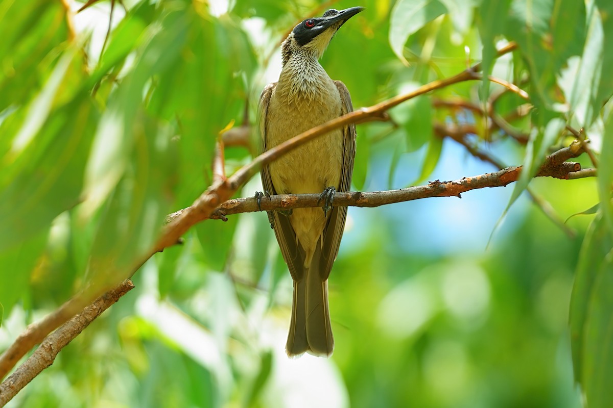 Silver-crowned Friarbird - ML645977878