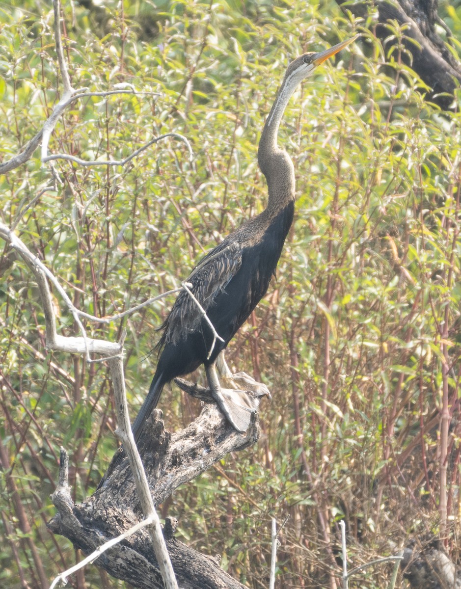 Oriental Darter - ML645977881
