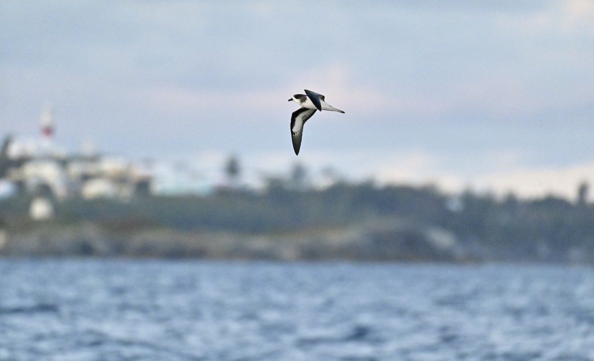 Bermuda Petrel - ML645977885