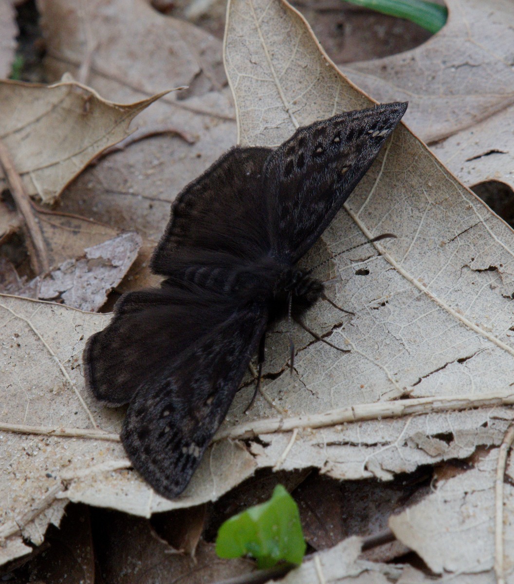 Insects - ML645977887