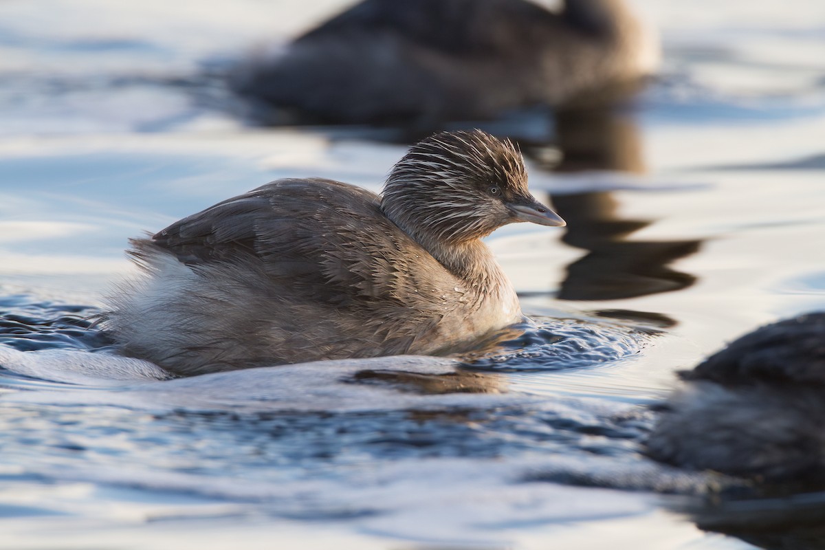Zampullín Canoso - ML645977888