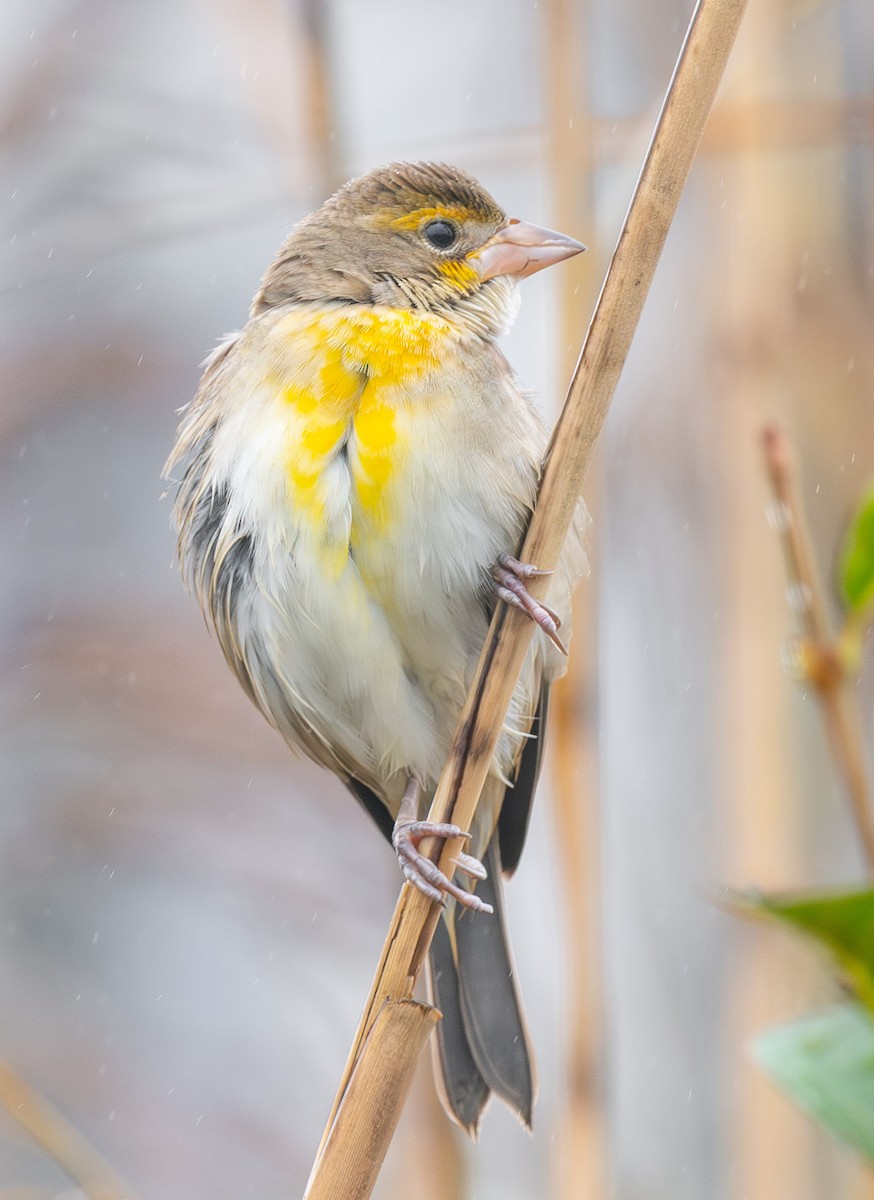 Dickcissel - ML645977889