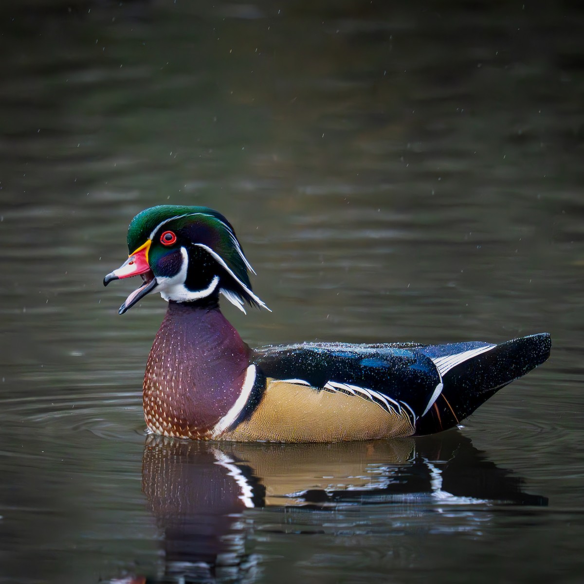 kachnička karolínská - ML645977892