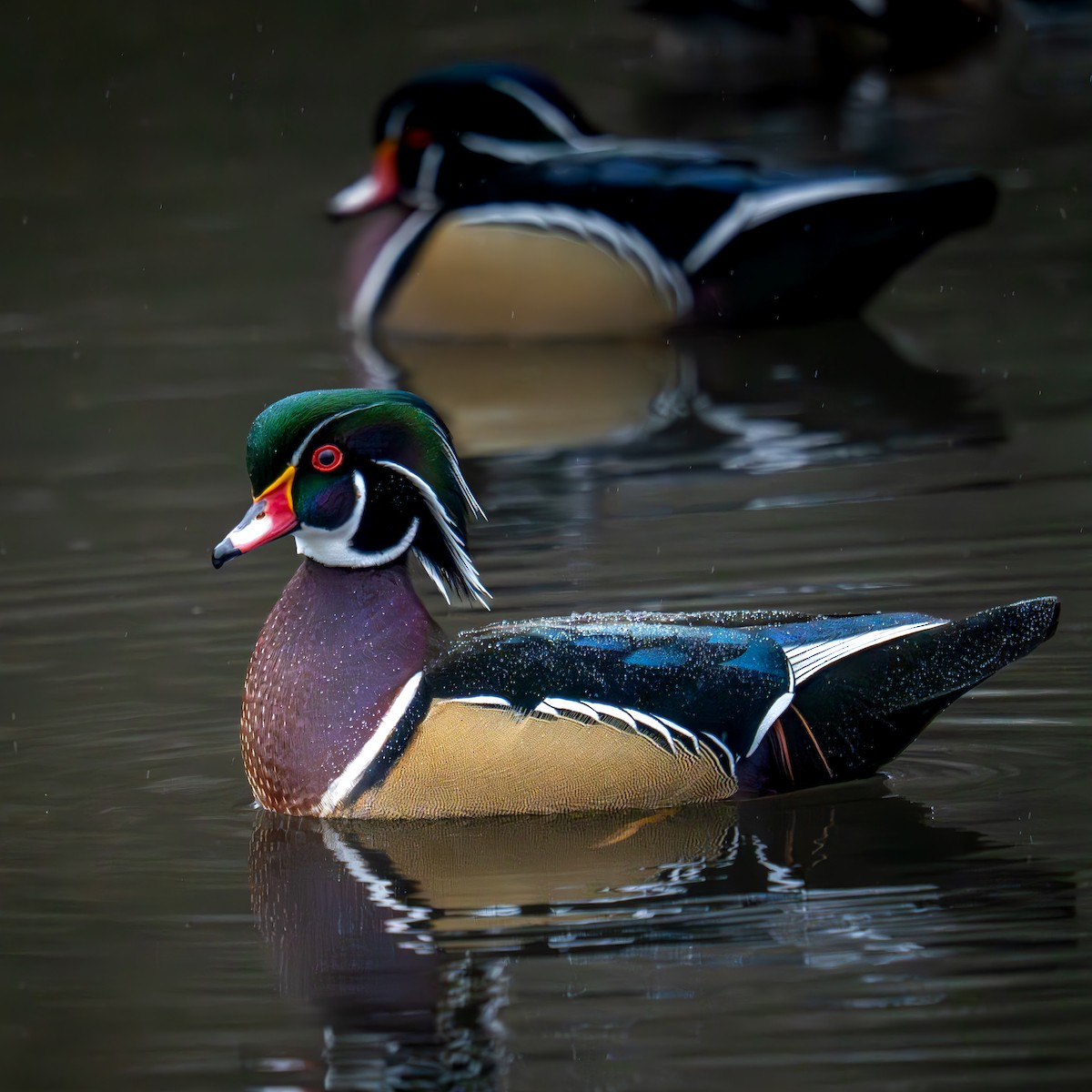 kachnička karolínská - ML645977893