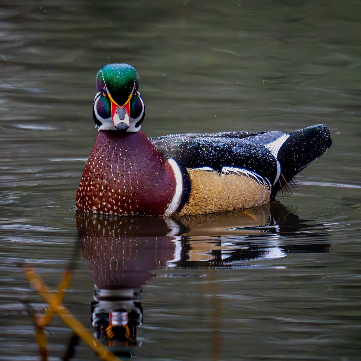 kachnička karolínská - ML645977894