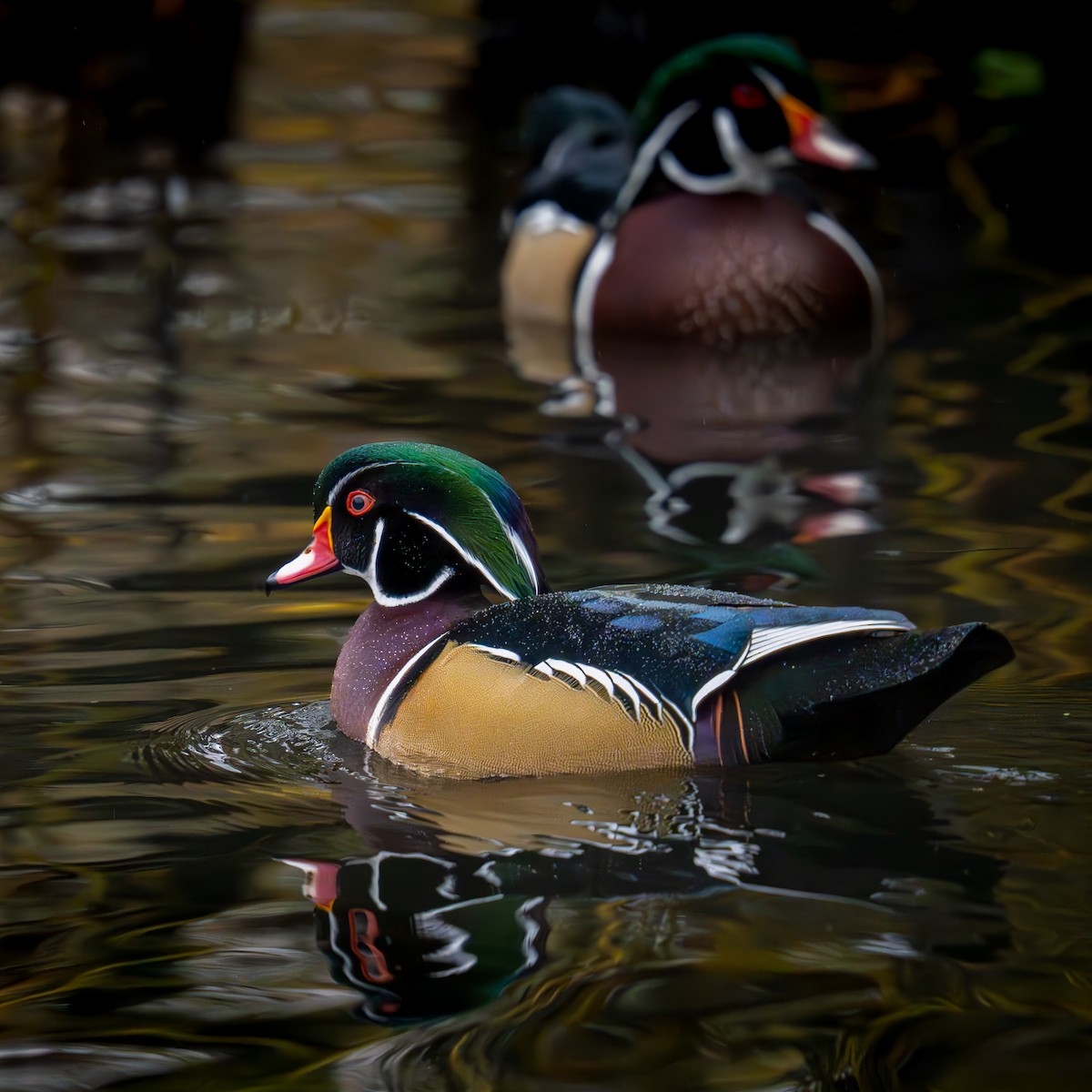 kachnička karolínská - ML645977895