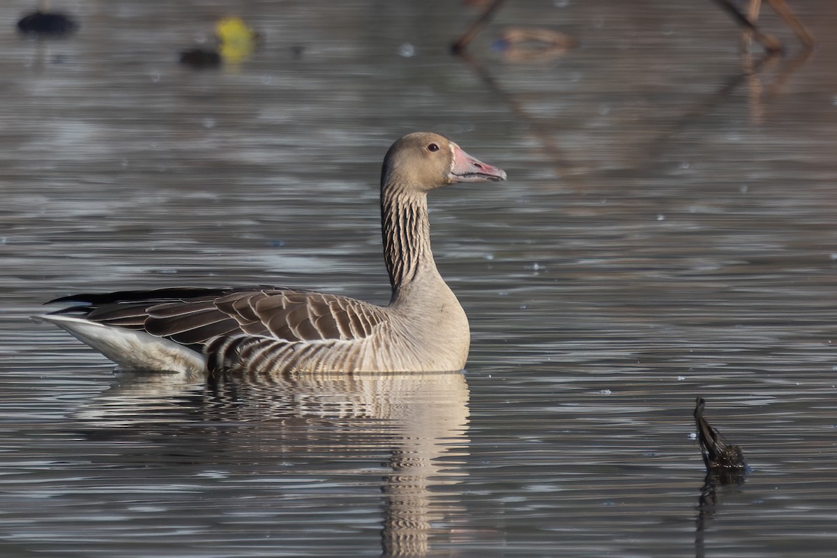 Oie cendrée (rubrirostris) - ML645977896