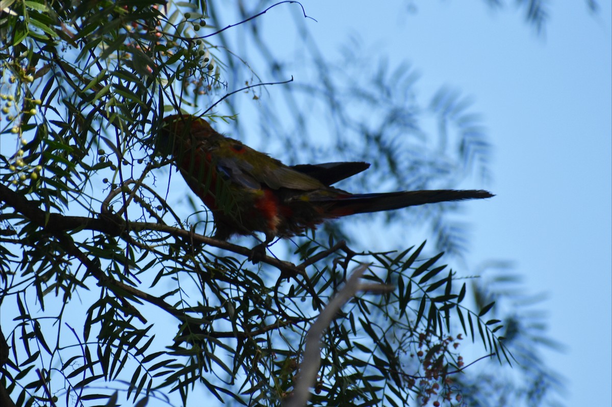 Perico Elegante - ML645977899