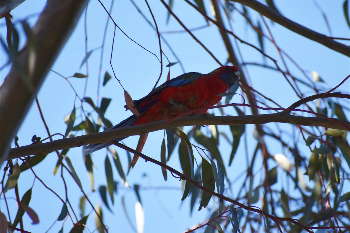 Perico Elegante - ML645977900