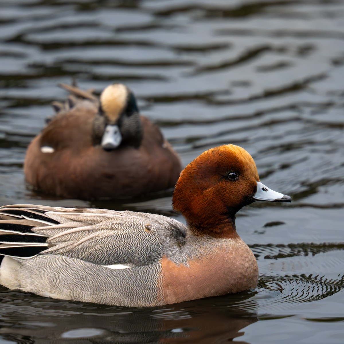 Silbón Europeo - ML645977902
