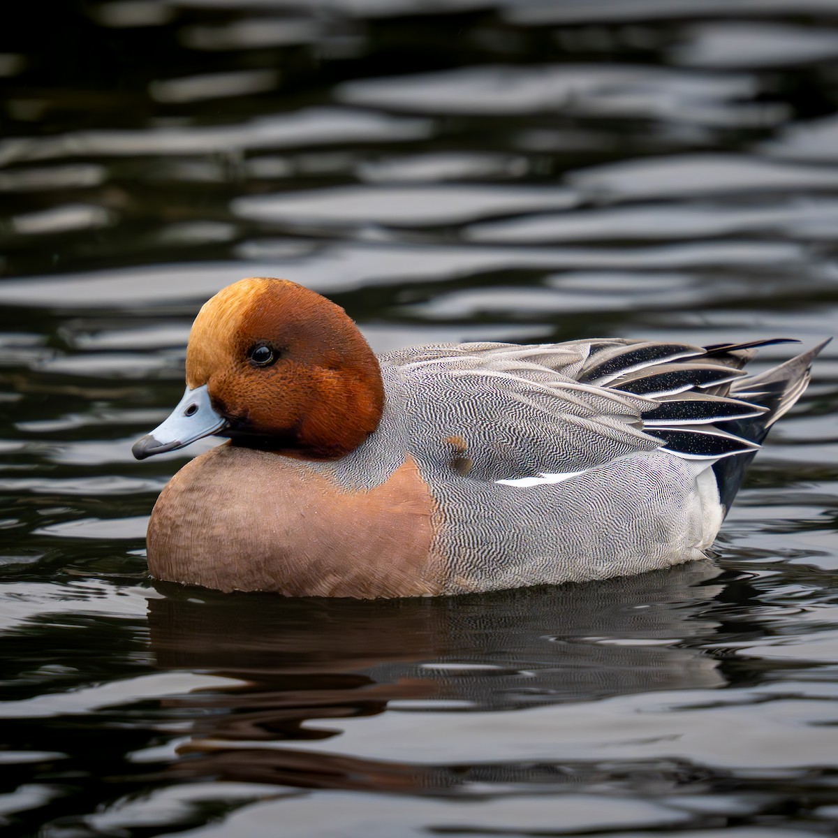 Silbón Europeo - ML645977903