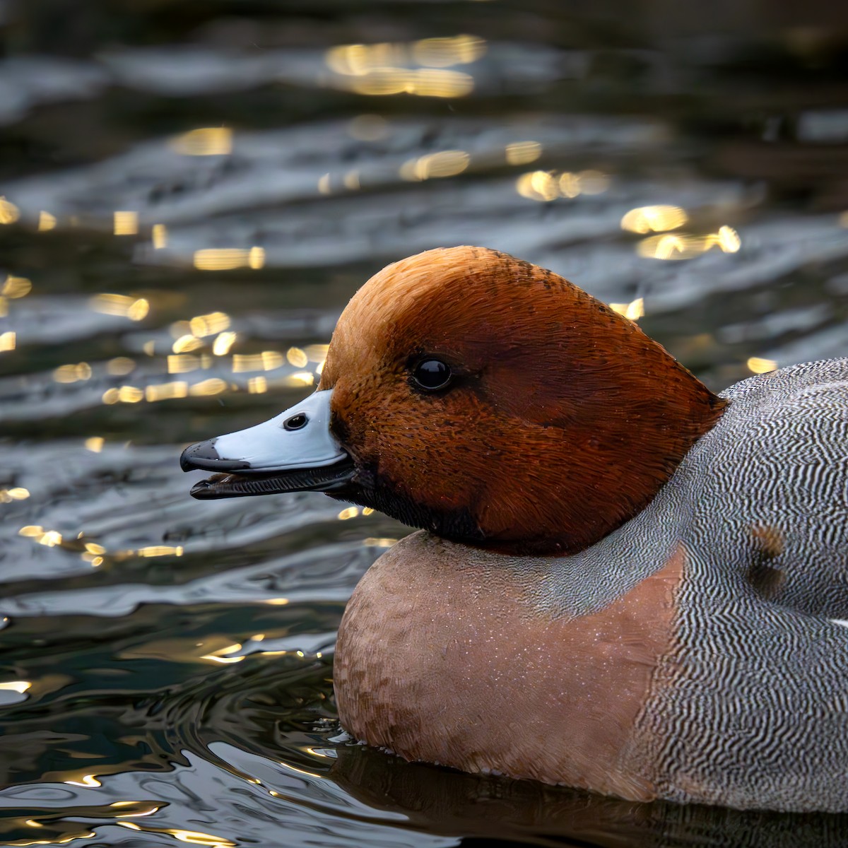 Silbón Europeo - ML645977904