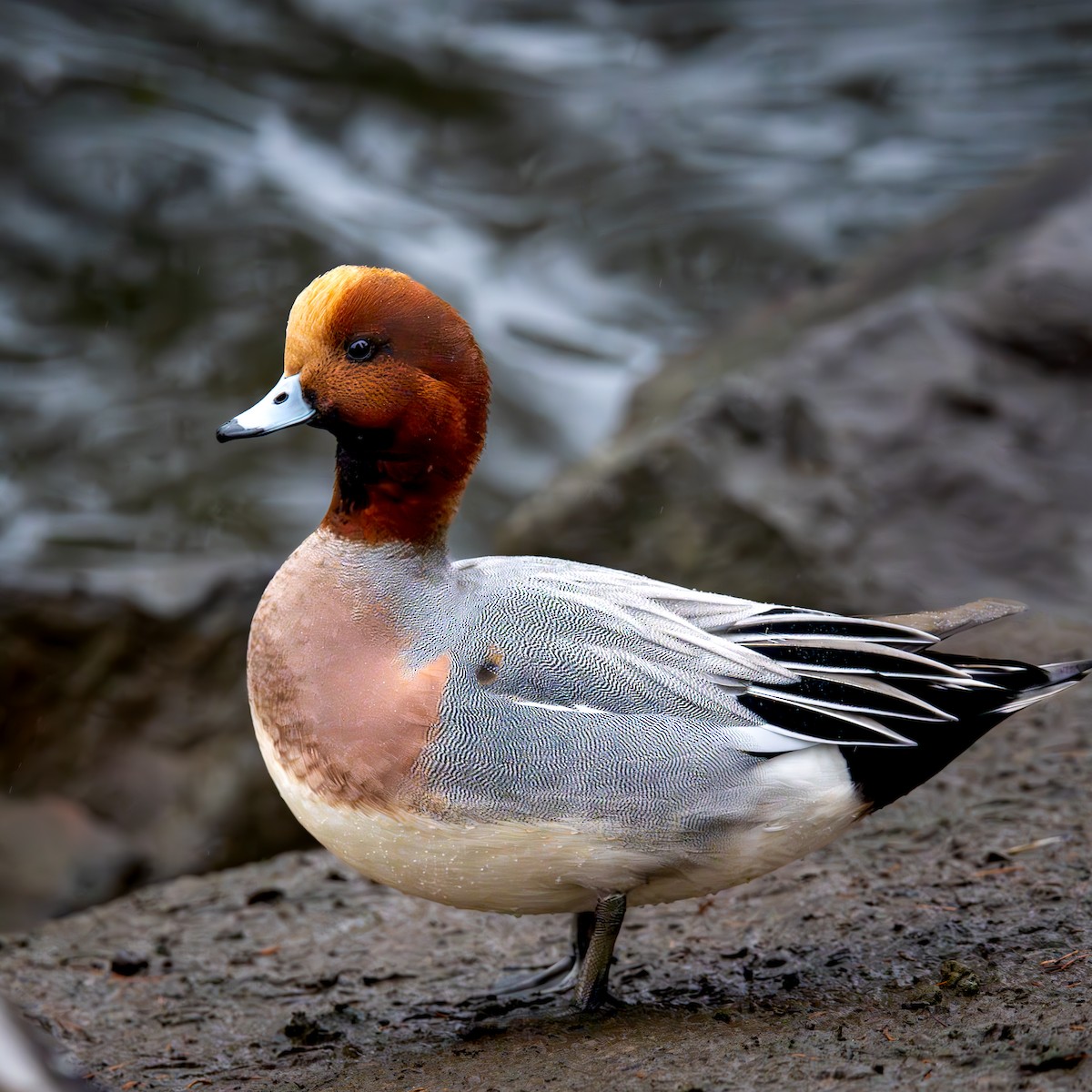 Silbón Europeo - ML645977905