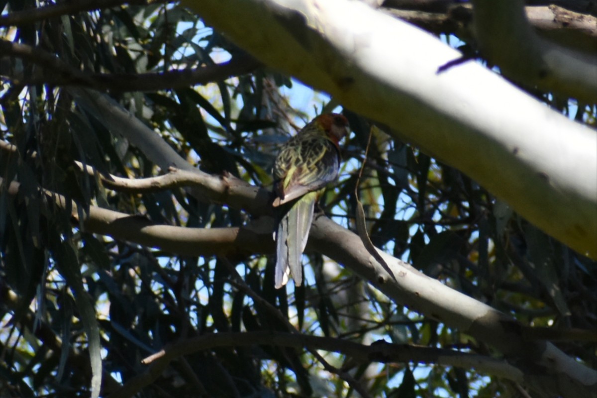 Perico Multicolor - ML645977906