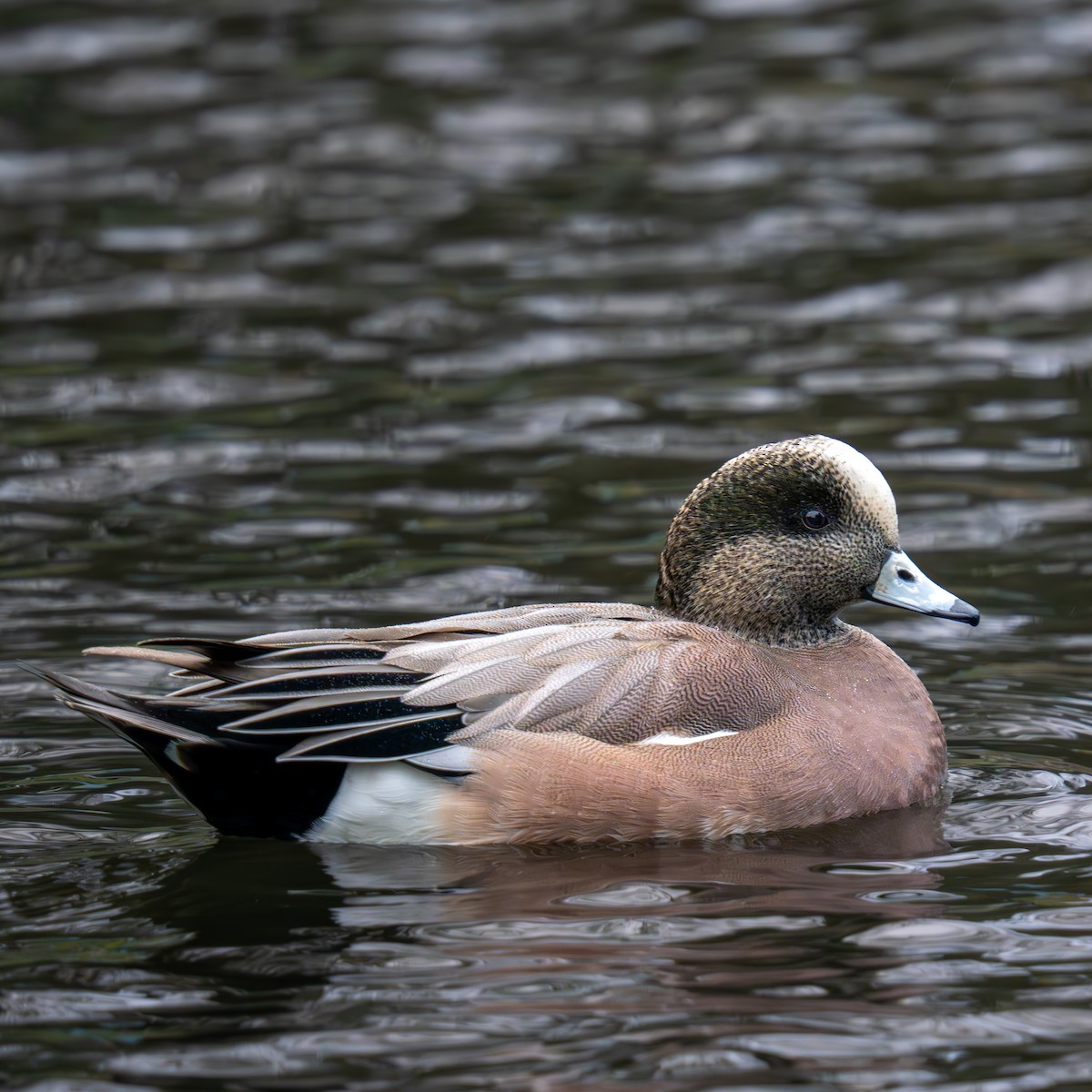 Silbón Americano - ML645977908