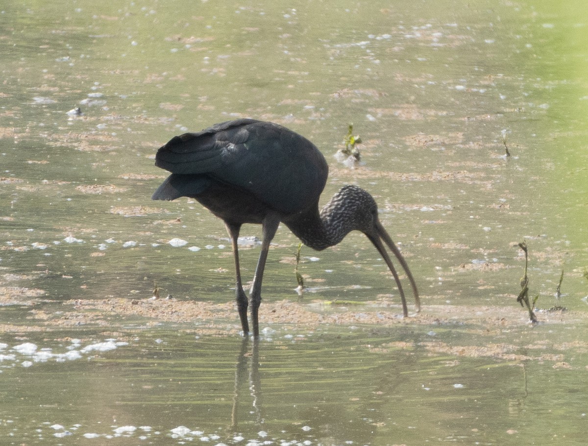 Morito Común - ML645977909